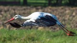 Przyroda budzi się do życia. W weekend przylecą bociany 