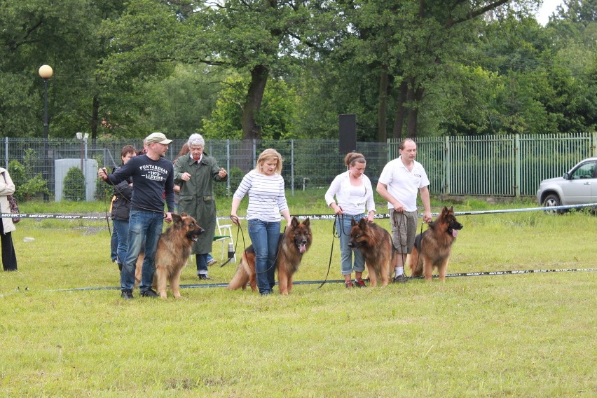 Klubowa Wystawa Wyżłów 2012 w Rybniku [ZDJĘCIA]