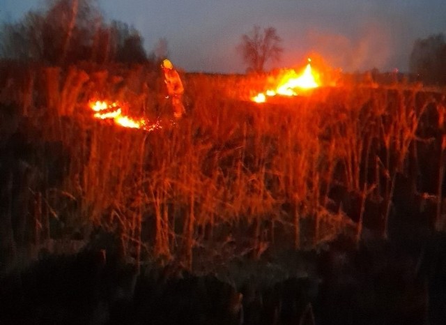 W czwartek 16 lutego strażacy z Borkowic gasili pożar traw.