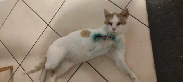 Ten biedny kotek został postrzelony w łapkę trzykrotnie. Niestety konieczna była amputacja.