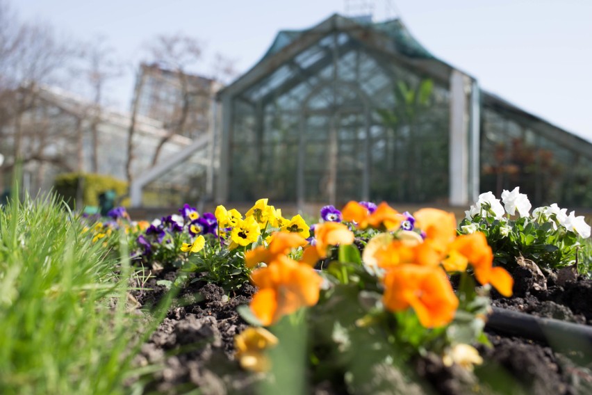 Ogród Botaniczny UJ otwiera się na wiosnę. Mnóstwo kolorów, wyremontowane ścieżki, fontanna, nowe ławki [ZDJĘCIA]