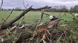 Wichury w województwie podlaskim zebrały żniwo. Powalone drzewa, uszkodzone dachy i zerwane linie energetyczne! (zdjęcia)