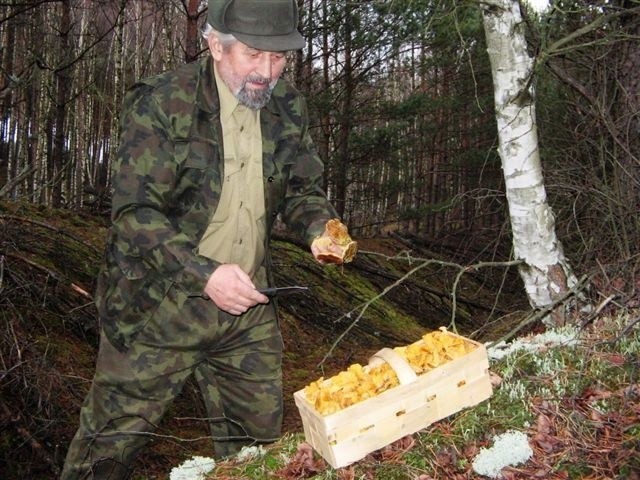 Emerytowany leśnik Stanisław Nowaczyk zebrał dziś koło Krobielewka kobiałkę kurek.