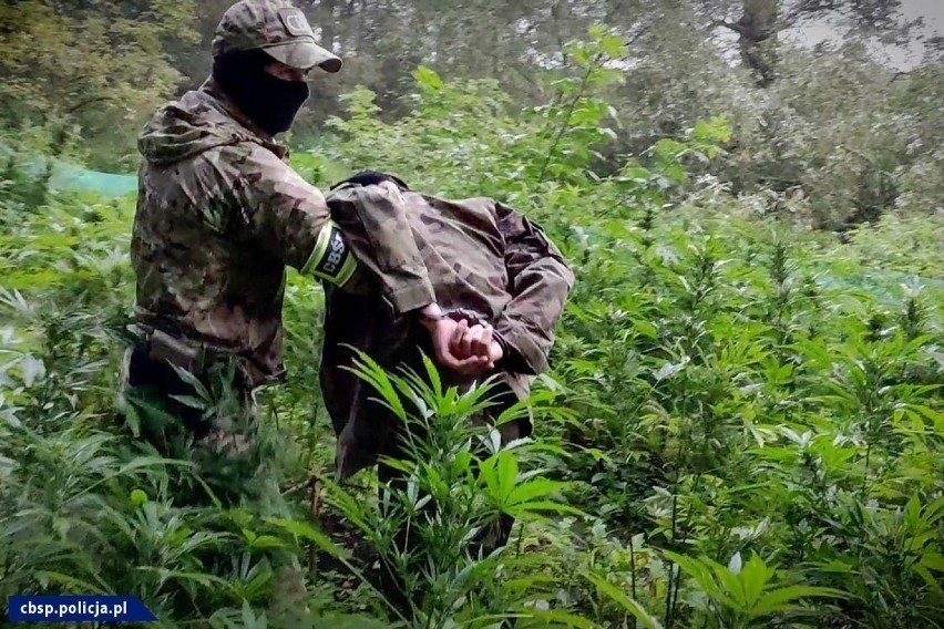 Tak wyglądało wkroczenie CBŚP i policjantów na plantacje...