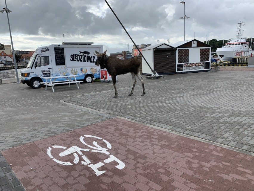 W czwartek rano (12.09) spacerujący po zachodniej stronie...