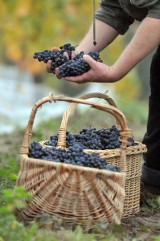 W Lubuskiem rodzi się turystyka winiarska. Odwiedź winnice w okolicach Gorzowa i Zielonej Góry!