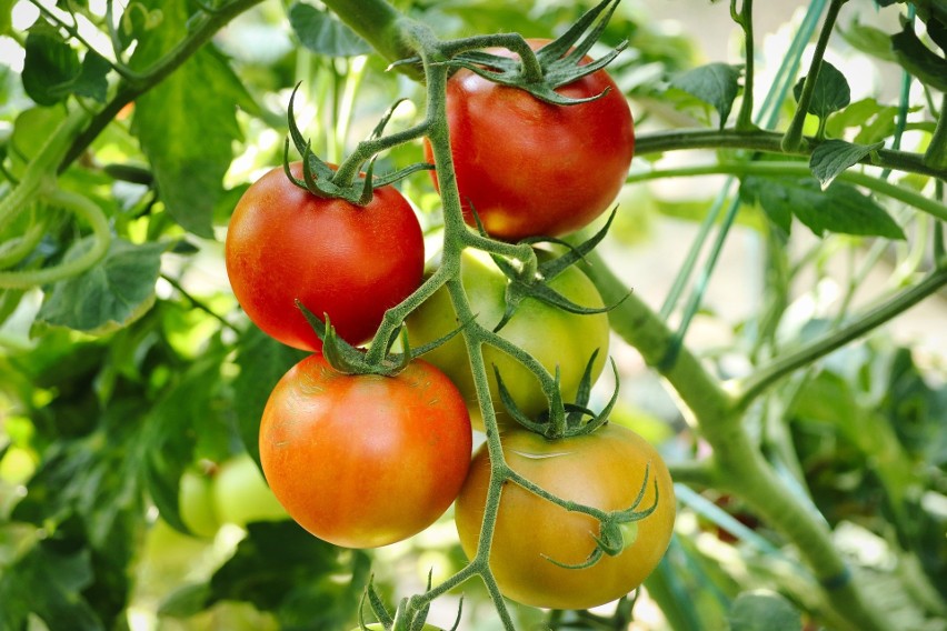 Pomidory „do góry nogami”? To zaskakujący sposób uprawy tych...