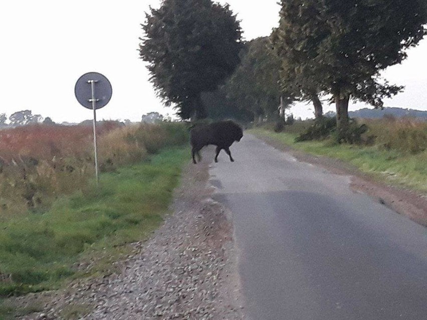 Kolejne spotkanie z żubrem w powiecie białogardzkim [wideo, zdjęcia]