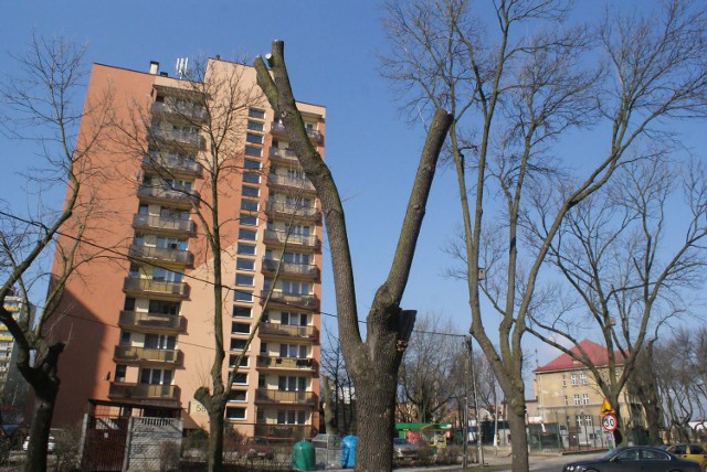 W tym roku drzewa zniknęły i zostały przycięte między innymi na ulicy Wojska Polskiego