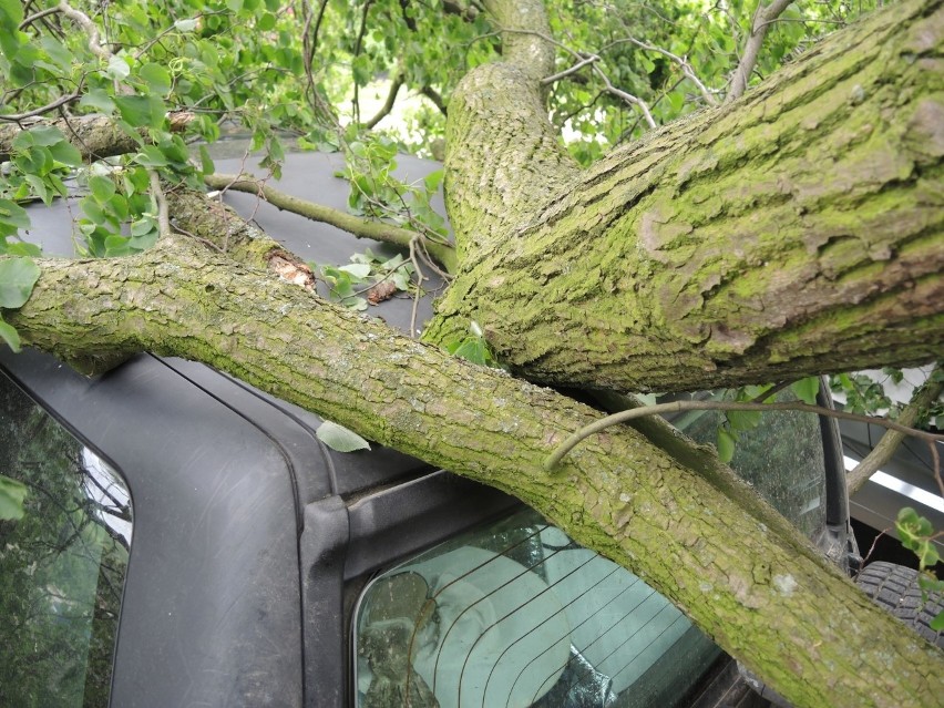 W Żukowie (gmina Sławno) silny wiatr powalił drzewo, które...