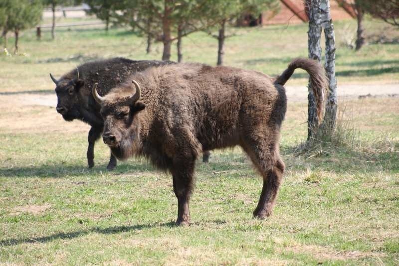 Cztery mlode zubry od środy mieszkają w podslupskiej Dolinie...