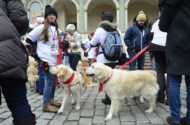 WOŚP 2015 w Poznaniu: Golden retrievery biją rekordy i wspierają Orkiestrę