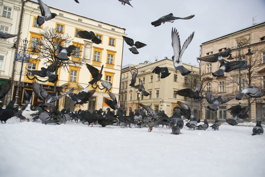 Kraków w zimowej scenerii prezentuje się wyjątkowo...