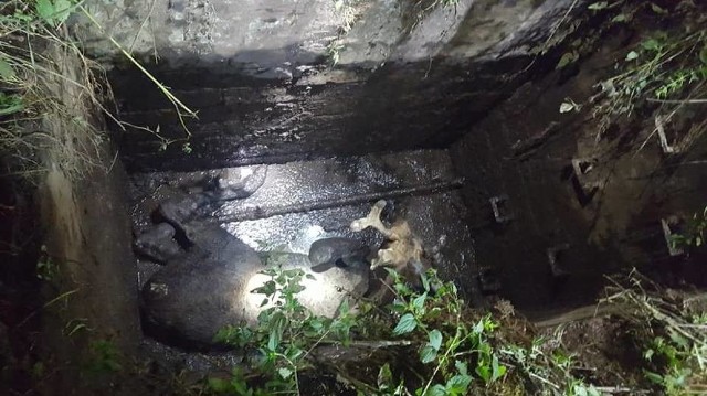 Uratowali młodego łosia, który wpadł do głębokiego dołu w gminie Malbork