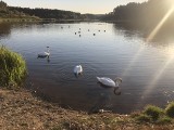 Kiedyś bagna, dziś ciekawe miejsce na spacery i raj dla wędkarzy. Jesienne nastroje nad zalewem w Czerwieńsku