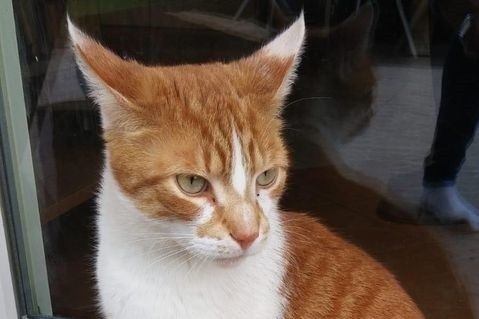 Na ulicy Hubalczyków w Słupsku zaginął kot Rysiek