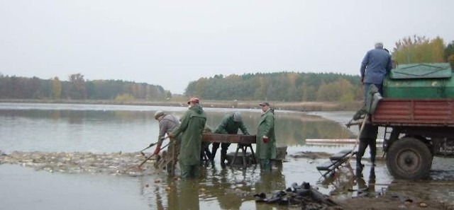 W powiecie krośnieńskim w branży rybackiej pracuje wiele osób. Istnieje ponad 70 zarejestrowanych podmiotów gospodarczych, które będą mogły sięgnąć po spore dotacje.