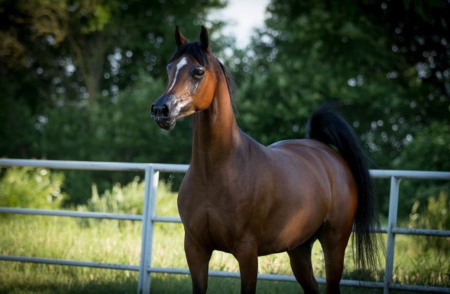 Bambina. Kolejna klacz z Janowa Podlaskiego, urodzona w 2014 roku. Jej ojcem jest Kahil Al Shaqab z USA a matką Bellisa z Janowa. To właśnie Bambina może okazać się gwiazdą aukcji.