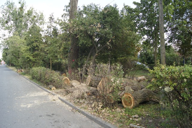 Prace nad aplikację mają być prowadzone równolegle z inwentaryzacją drzew na terenie Opola