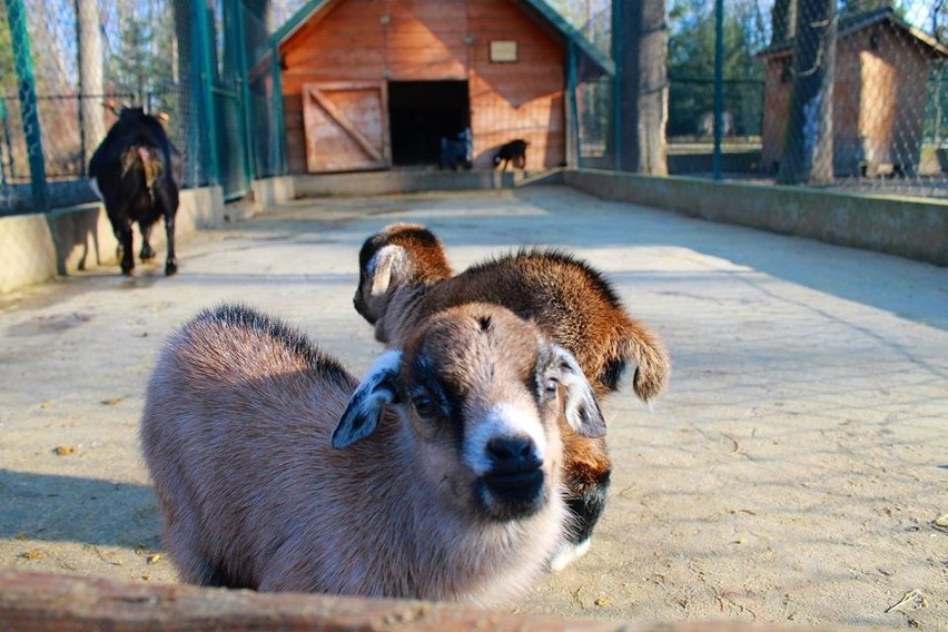 Stajnia Miejska Mini Zoo w Żywcu ma od kilku dni dwoje...