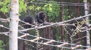 Małpa, która uciekła z ZOO w Dolinie Charlotty pozostaje nadal nieuchwytna