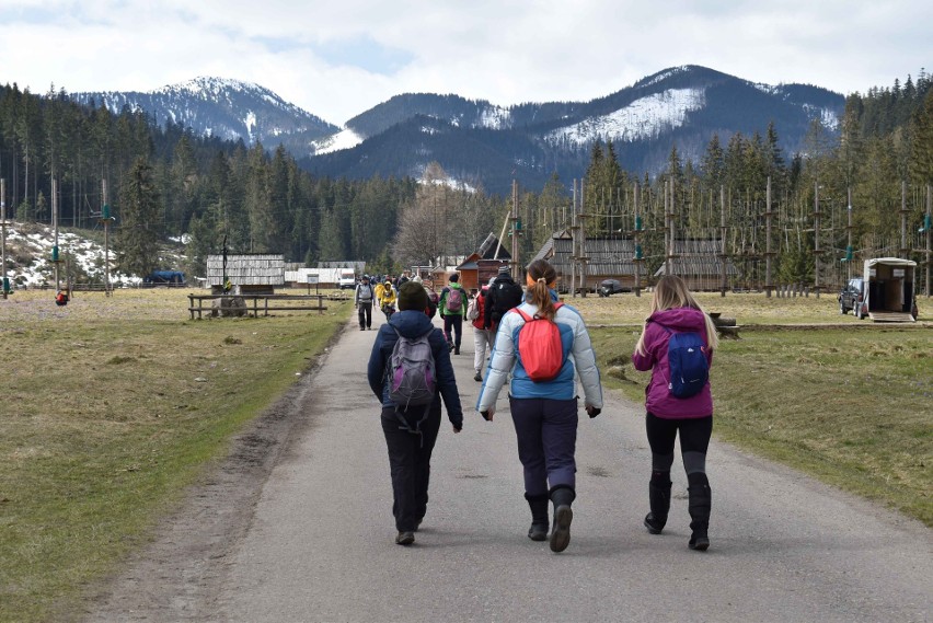 Krokusy 2021 w Dolinie Chochołowskiej. Sezon w Tatrach właśnie się zaczyna! Tłumy turystów na szlaku. Zdjęcia 21.05.2021