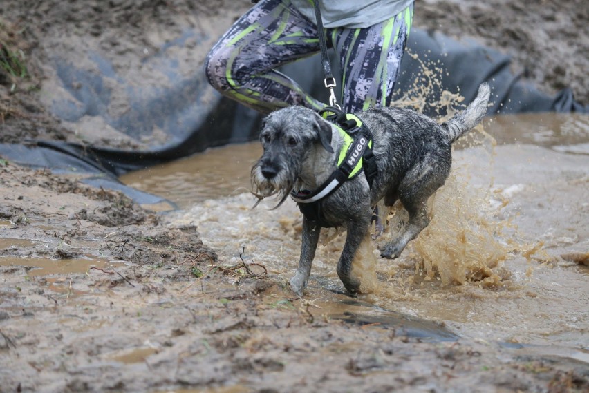 Dąbrowa Górnicza: Hard Dog Race, czyli ekstremalny bieg psów z właścicielami ZDJĘCIA+WIDEO