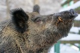 Kraków. Miejskie dziki wcale nie są takie dzikie