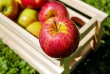 Takie są skutki jedzenia jabłek. Oto co się dzieje z organizmem, gdy jemy ich dużo [28.01.2023]
