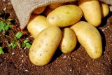 12 propozycji na dania z ziemniaków