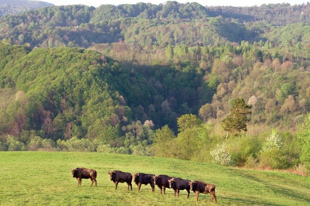 Bieszczady: Żubry do odstrzału, nawet dziesięć procent populacji