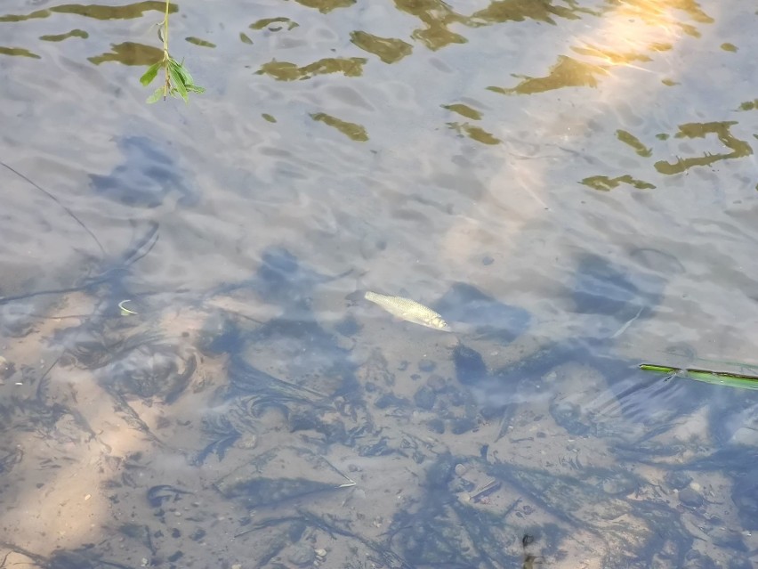 Śnięte ryby w Parku Antoniuk