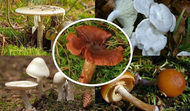 W polskich lasach jest wiele trujących i niejadalnych grzybów. Spożycie ich może mieć śmiertelne skutki. Które to są grzyby? Zobacz w naszej galerii.>>>ZOBACZ WIĘCEJ NA KOLEJNYCH SLAJDACH