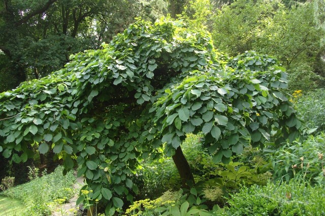 Drzewa o parasolowatym pokroju mogą stanowić bardzo ciekawy i dekoracyjny akcent w ogrodzie.