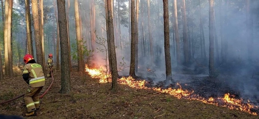 Pożar w miejscowości Prosna w gminie Nowe Miasto nad Pilicą....