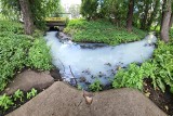 Struga Toruńska zanieczyszczona: woda biała jak mleko! Wszystko przez awarię w OSM  "Łowicz"