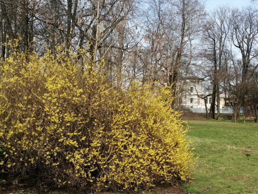 Forsycja kwitnąca w parku Kilińskiego
