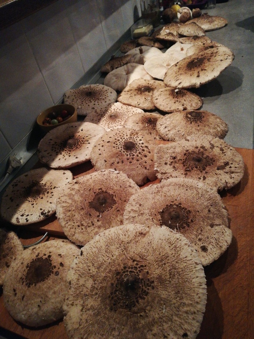 Takie grzyby można znaleźć w lasach w okolicach Koszalina
