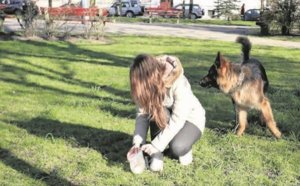 Strażnicy miejscy przypominają, że psy należy wyprowadzać na smyczy i sprzątać po nich. W przeciwnym przypadku można się narazić na mandaty.