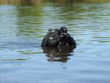 Z rzeki Narew wyłowiono ciało mężczyzny. Topielca zauważyli wędkarze. Na miejscu pracują policjanci