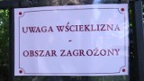 Poznań: Dwa nowe przypadki nietoperzy ze wścieklizną. Wyznaczono obszary zagrożone