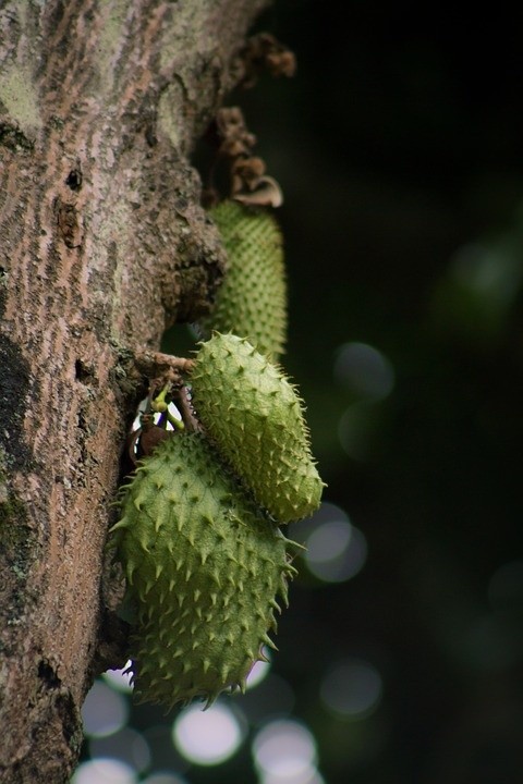 Guanabana- roślina typu wieloletniego i endemicznego...