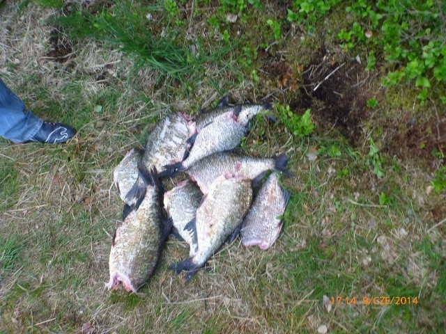 Zdjęcie: Wypatroszone leszcze leżały w krzakach nad jeziorem.