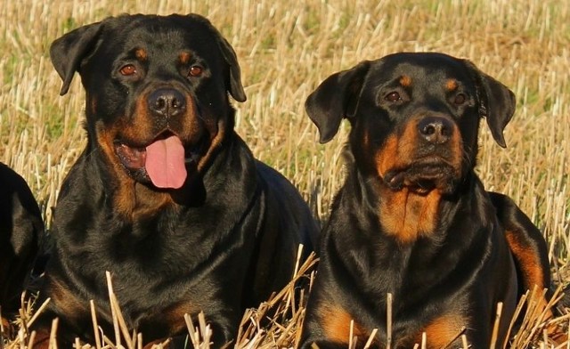 Rottweilery pogryzły trzy osoby w Bielsku Podlaskim. Sąd w Białymstoku winnych nie znalazł