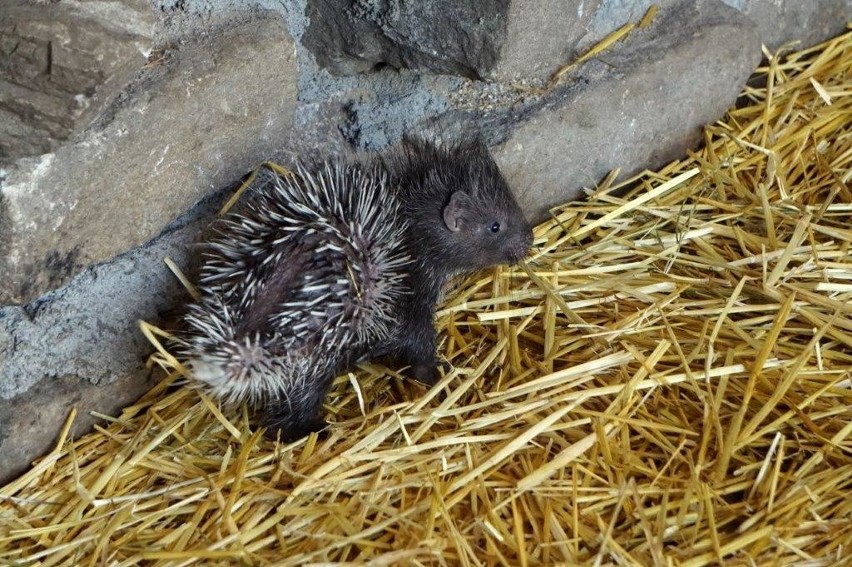 We wrocławskim zoo mieszkają trzy dorosłe osobniki...