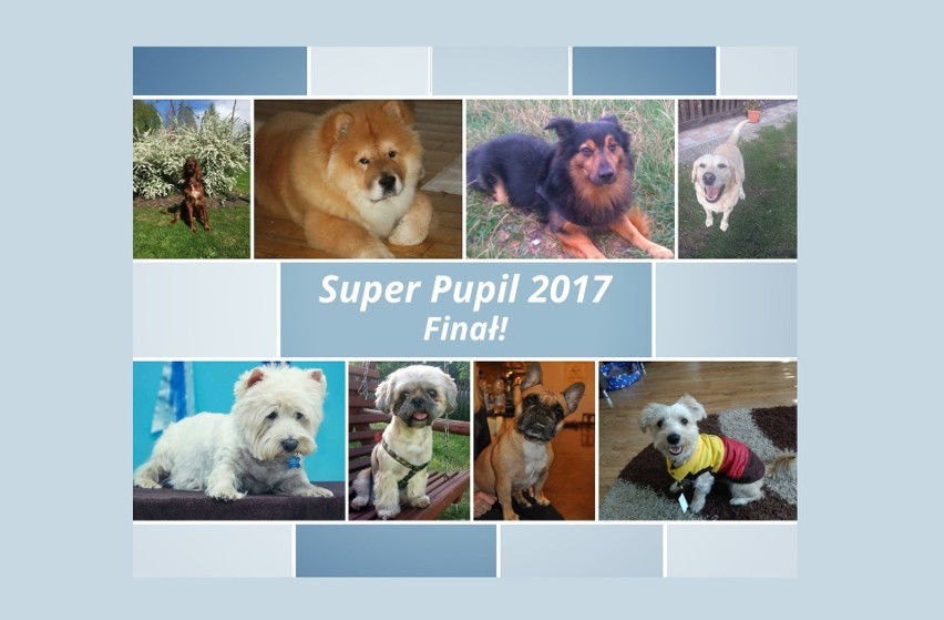 Super Pupil 2017 w regionie podkarpackim. Głosowanie zakończone