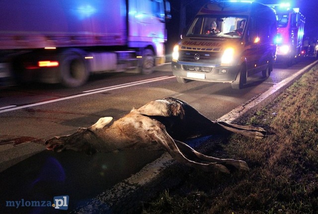 Górki-Sypniewo. Wypadek z łosiem. Jedna osoba trafiła do szpitala