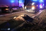 Górki-Sypniewo. Wypadek z łosiem. Volvo xc90 uderzyło w zwierzę (zdjęcia)