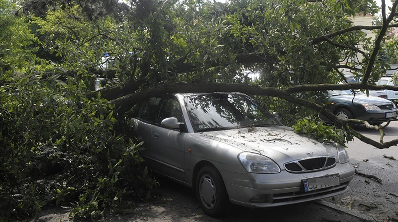 Drzewo uszkodziło samochód
