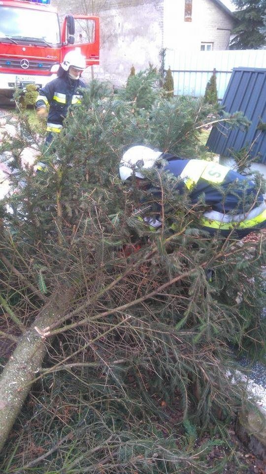 W środę rano strażacy OSP w Kazanowie usuwali drzewa powalone na budynki mieszkalne lub w inny sposób zagrażające bezpieczeństwu mieszkańców tej miejscowości.